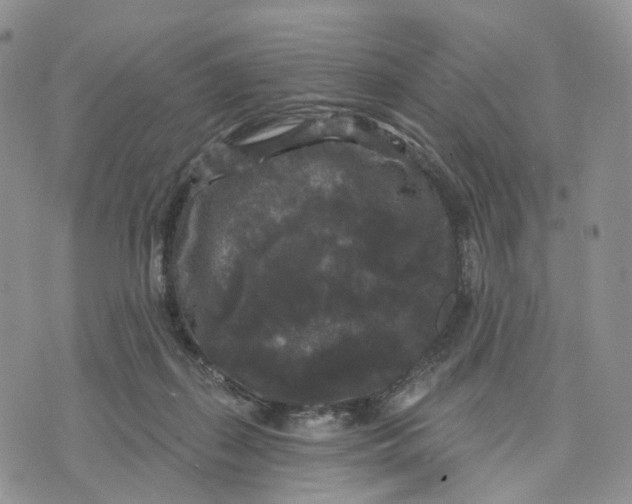 X0000070340267200606301748