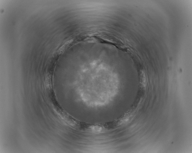 X0000070340272200606301748