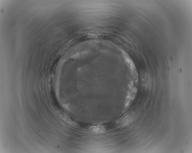 X0000070340275200606301748