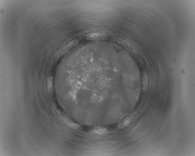 X0000070340278200606301748