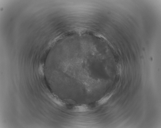 X0000070340286200606301748