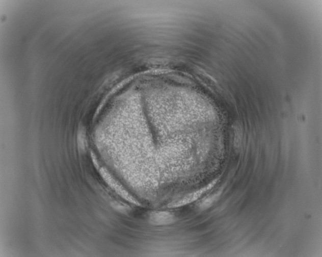 X0000070340287200606301748