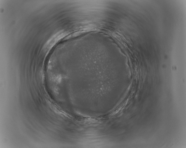 X0000070340290200606301748