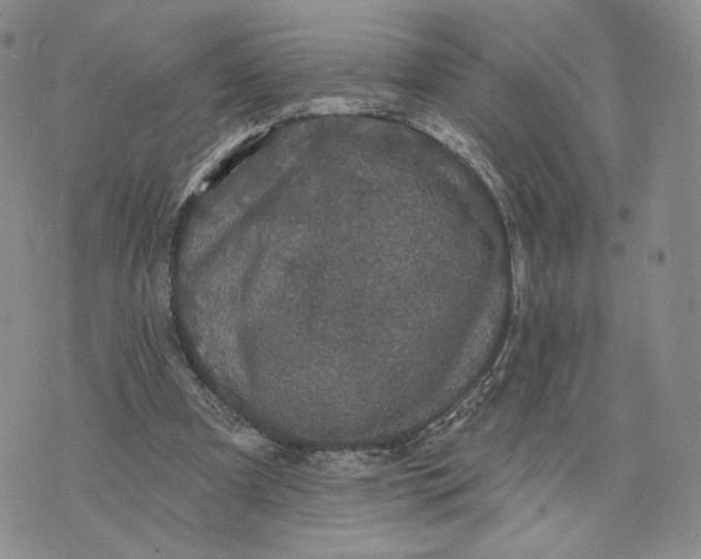 X0000070340297200606301747