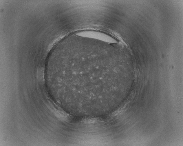 X0000070340299200606301747