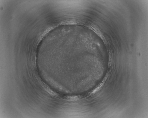 X0000070340301200606301747