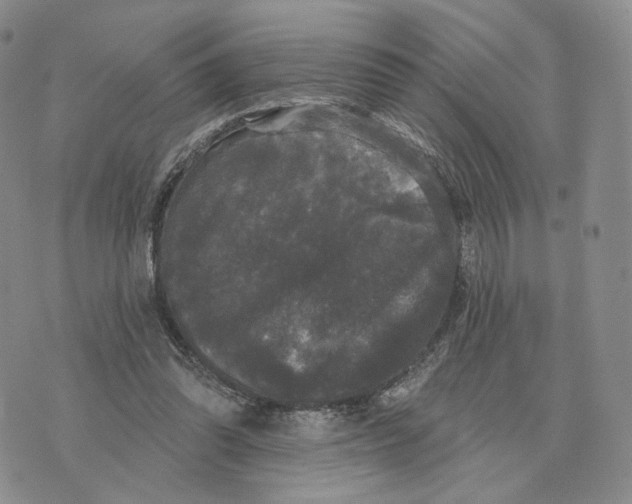 X0000070340302200606301747