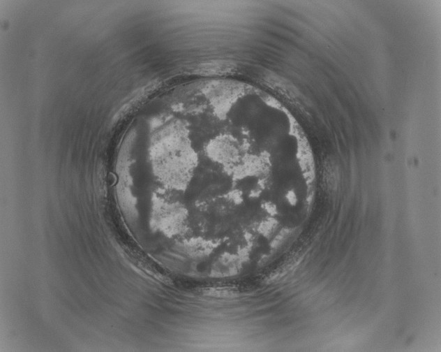 X0000070340303200606301747