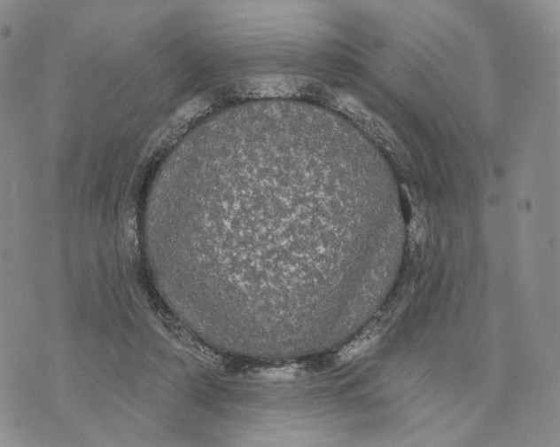 X0000070340306200606301747