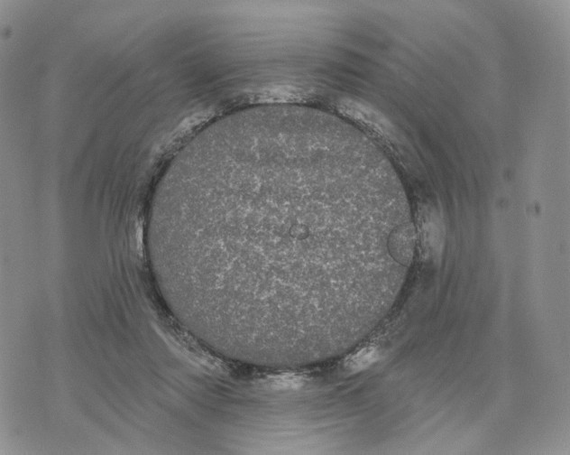 X0000070340310200606301747