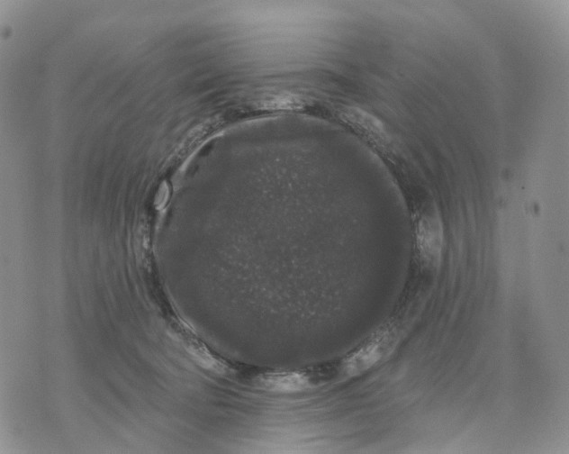 X0000070340322200606301747