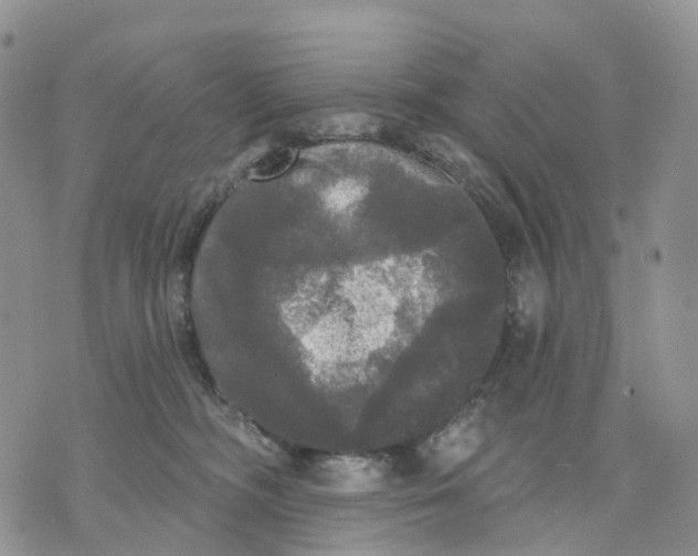 X0000070340326200606301747