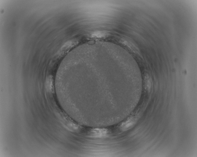 X0000070340328200606301747