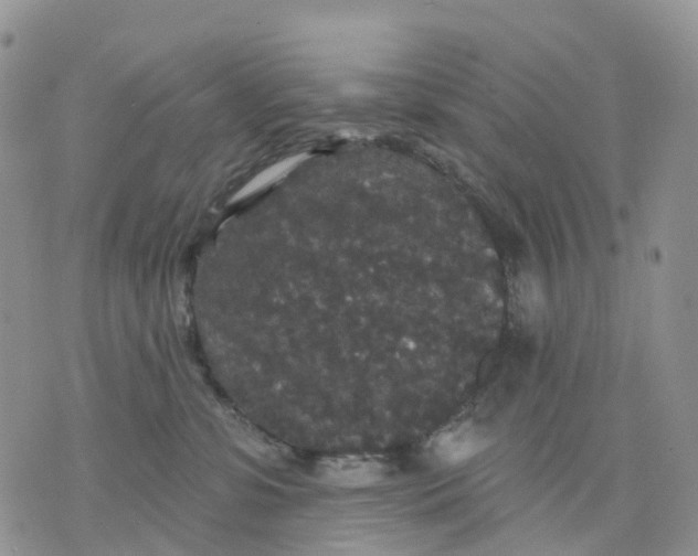 X0000070340331200606301747