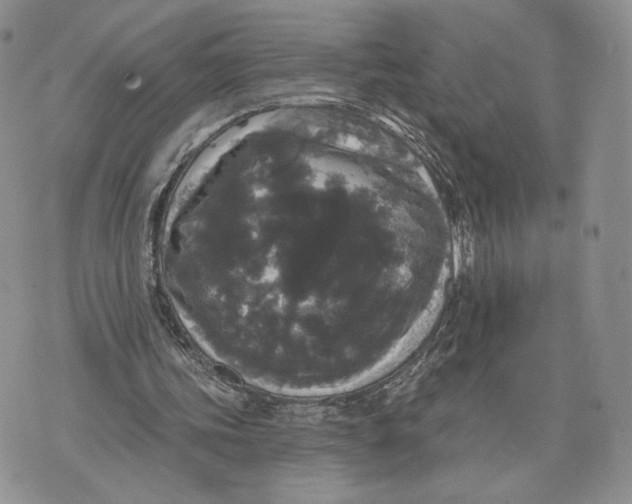 X0000070340339200606301746