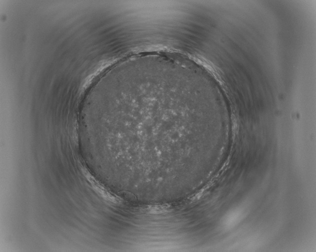 X0000070340345200606301746