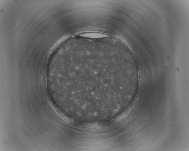 X0000070340349200606301746