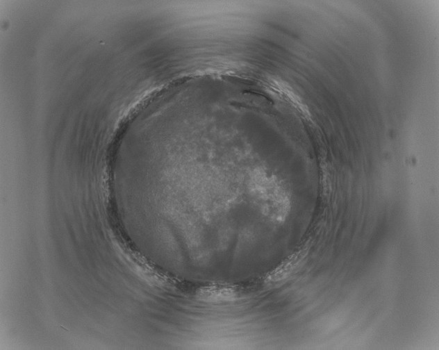 X0000070340354200606301746