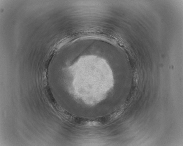 X0000070340360200606301746