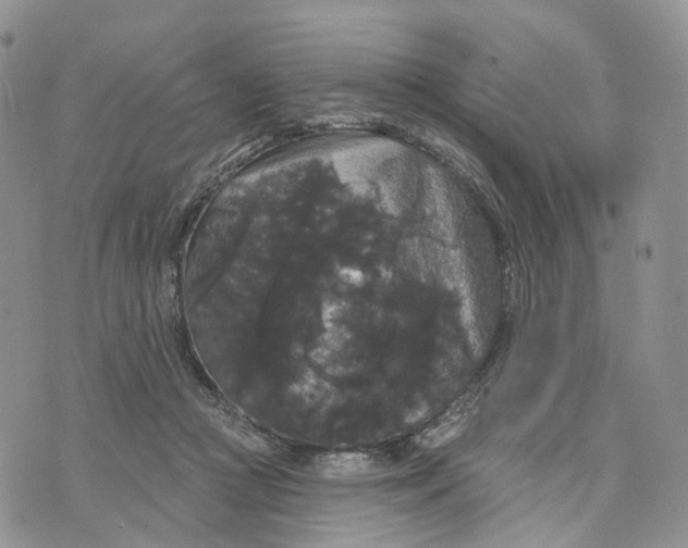 X0000070340361200606301746