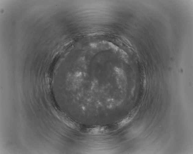 X0000070340366200606301746