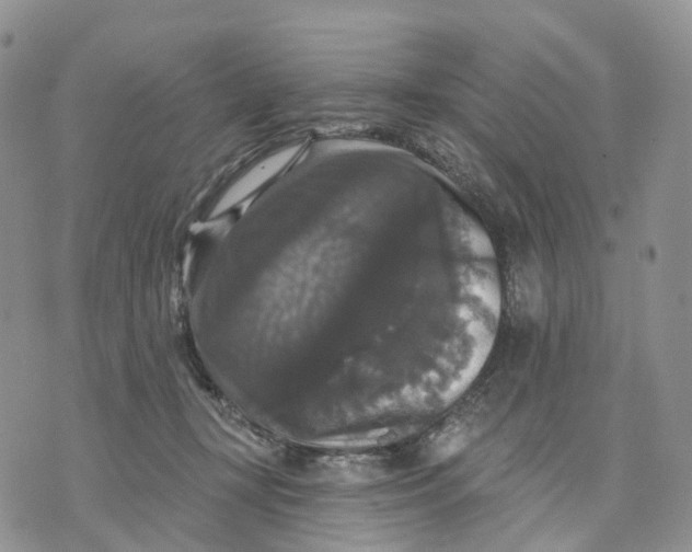 X0000070340367200606301746