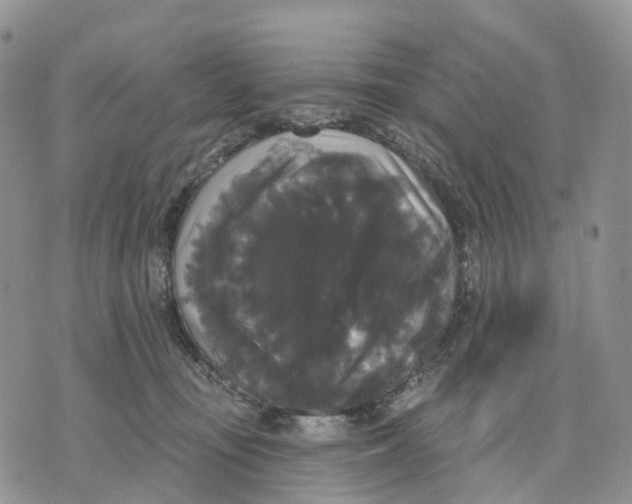 X0000070340371200606301747