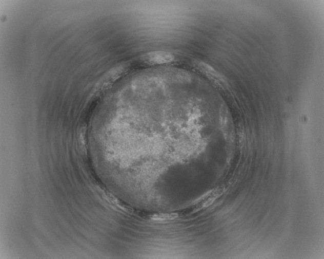 X0000070340373200606301747