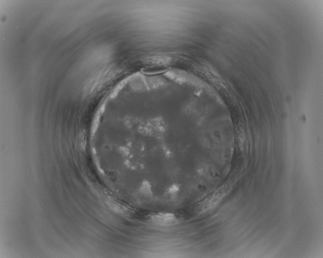 X0000070340374200606301747