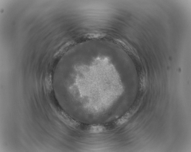 X0000070340376200606301747