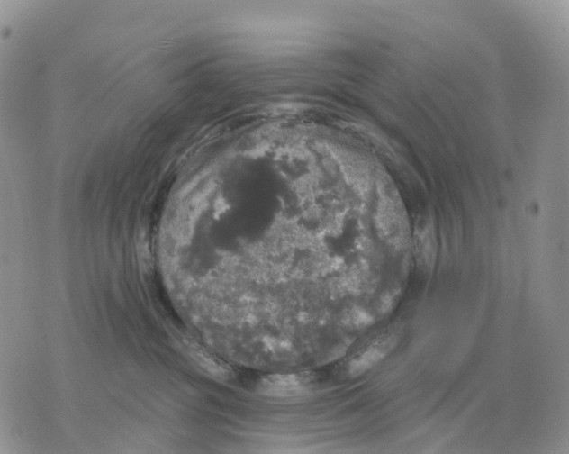 X0000070340381200606301747