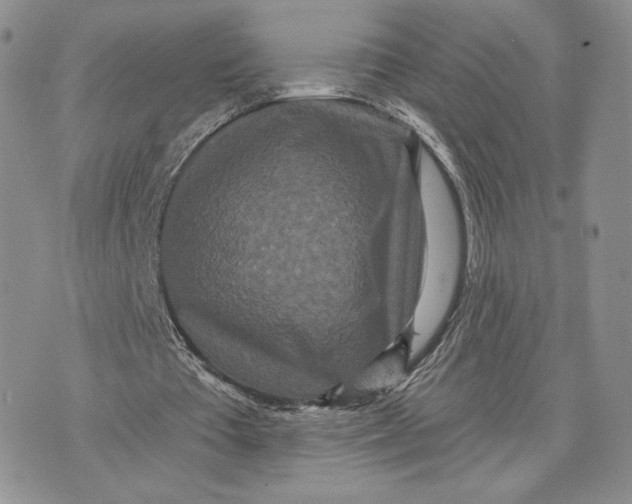 X0000070340385200606301746