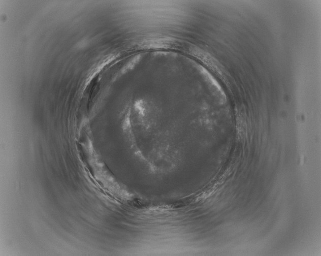 X0000070340386200606301746