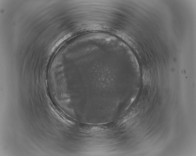 X0000070340390200606301746