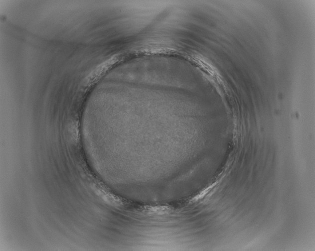 X0000070340401200606301746