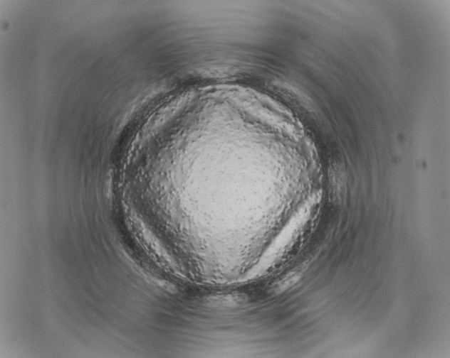 X0000070340404200606301746