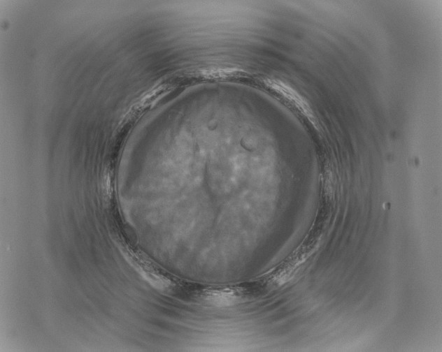 X0000070340405200606301746