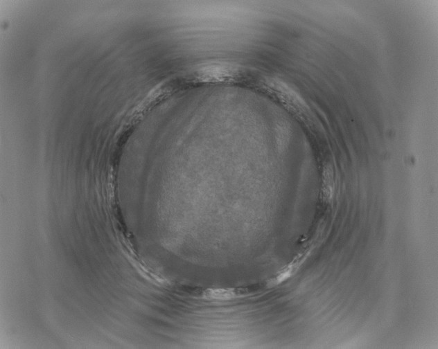 X0000070340413200606301746