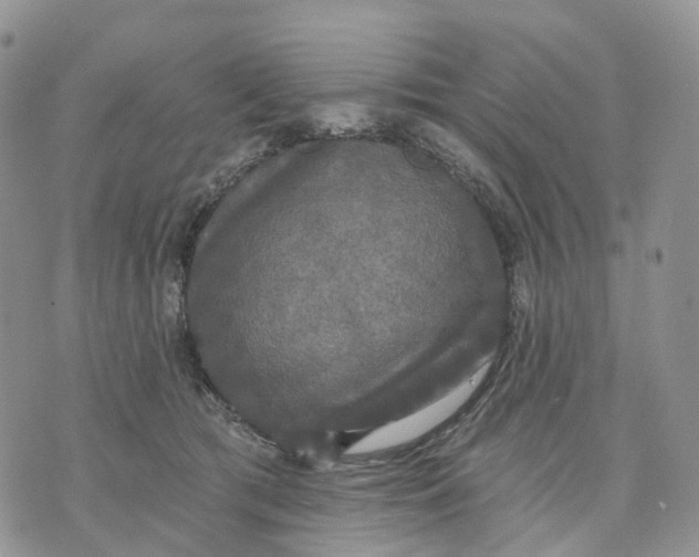 X0000070340417200606301745