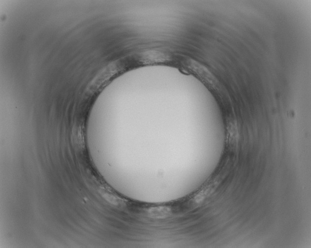 X0000070340426200606301745