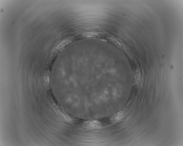 X0000070340427200606301745