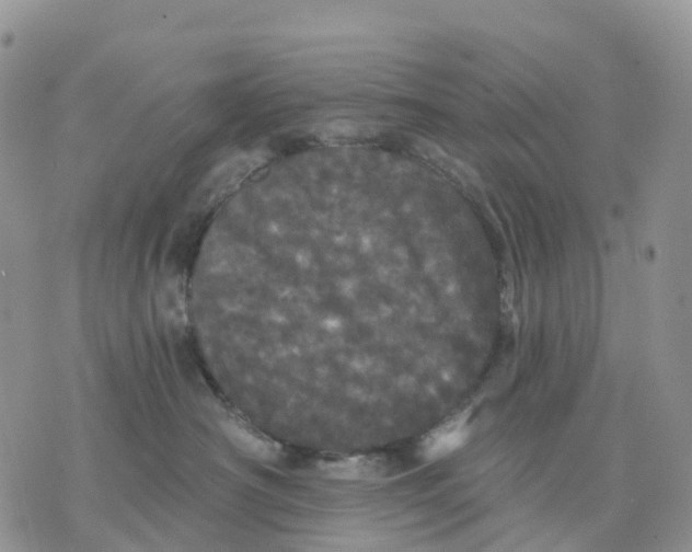 X0000070340430200606301745