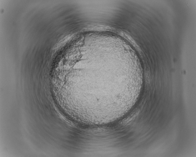 X0000070340433200606301744