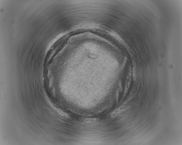 X0000070340438200606301745