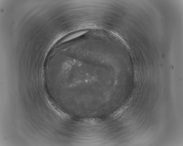 X0000070340439200606301745