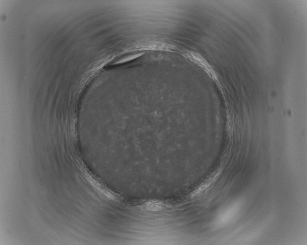 X0000070340441200606301745