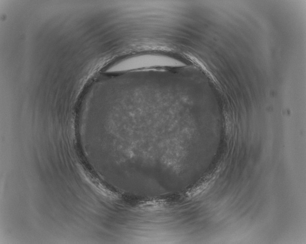 X0000070340447200606301745