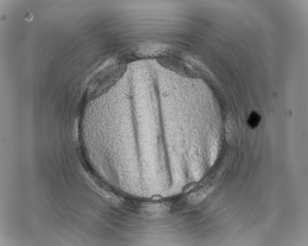 X0000070340454200606301745