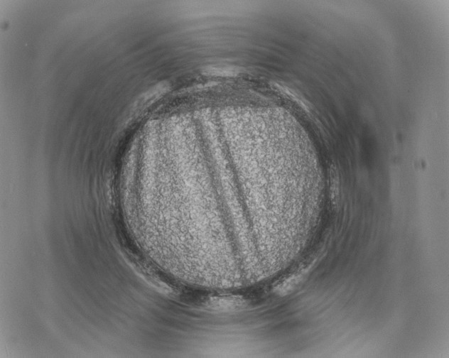 X0000070340455200606301745