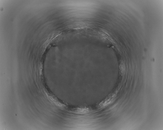 X0000070340458200606301745